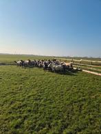 Drachtige schapen gedekt door luxe texelaar