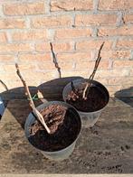 Walnoot boompjes 50 cm 3 jarige, Tuin en Terras, Ophalen, Minder dan 100 cm, Overige soorten, Zomer