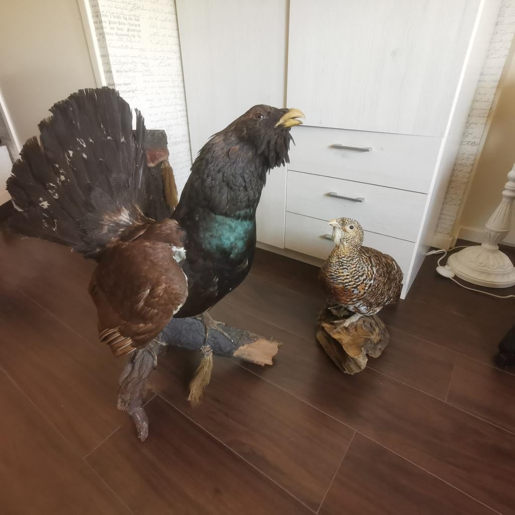 Opgezette Auerhoenen paar, Ophalen, Wild dier, Opgezet dier