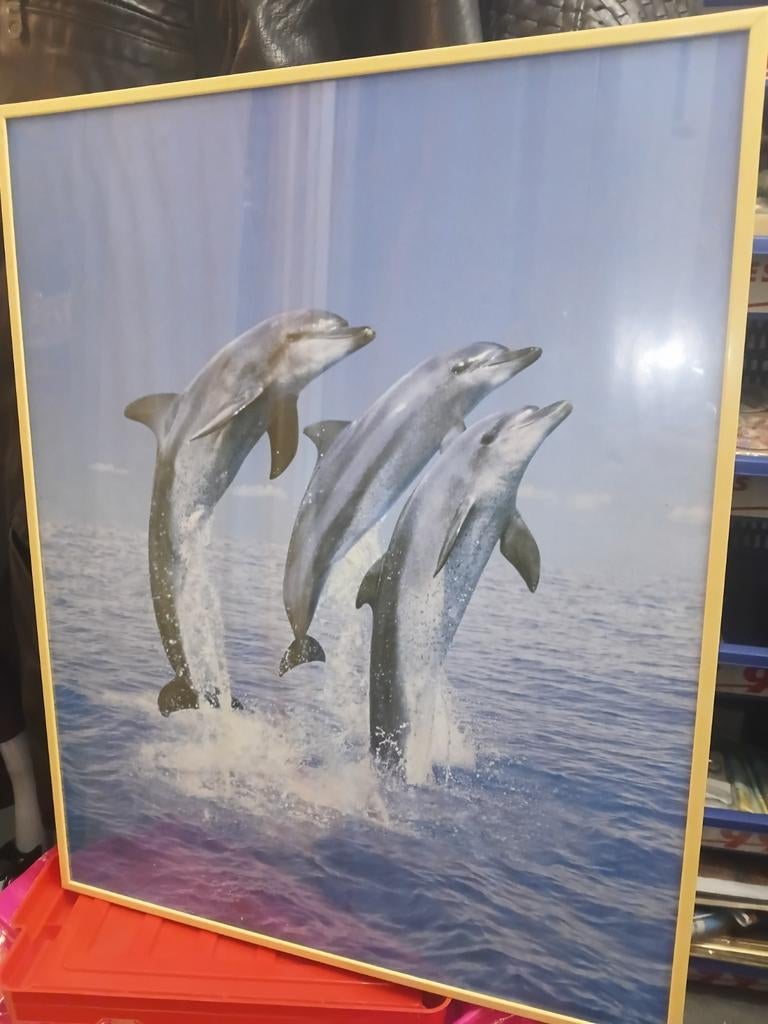 3 Dolfijnen op poster in lijst met glas 40cm x 50cm, Ophalen of Verzenden, Minder dan 50 cm, Foto of Poster, Minder dan 50 cm