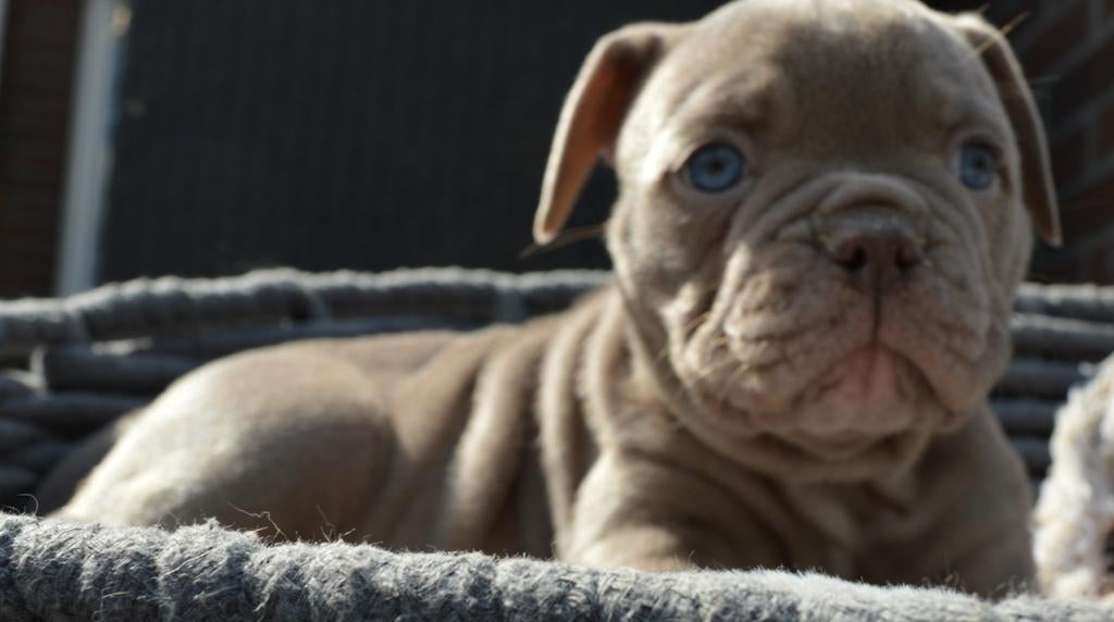 Old English Bulldog pups, Dieren en Toebehoren, Honden | Bulldogs, Pinschers en Molossers, 8 tot 15 weken, Parvo, Bulldog, Meerdere