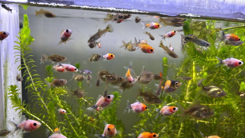 Jonge goudvissen, Vis