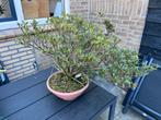 Azalea bonsai, Ophalen, Halfschaduw, Overige soorten, Minder dan 100 cm
