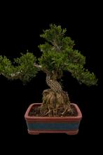 Unieke Bonsai Boom - Perfect voor Liefhebbers, Vaste plant, Bloeit niet, Halfschaduw, Ophalen