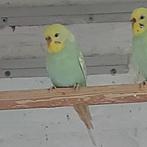 3 paartjes regenboog parkietjes, Meerdere dieren, Parkiet