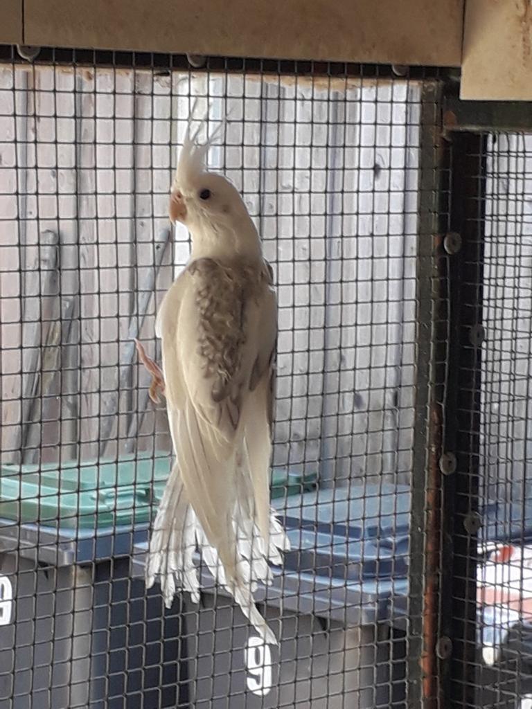 Valkparkiet, Dieren en Toebehoren, Mannelijk, Parkiet, Geringd