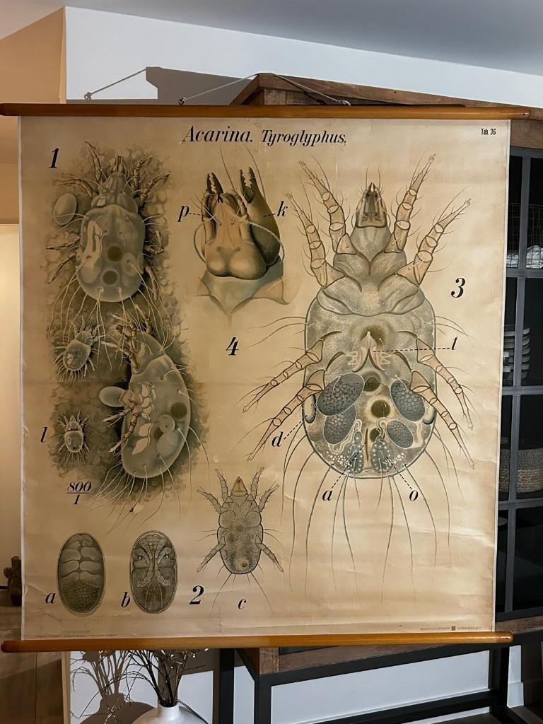 Acarina (Pfurtscheller), Antiek en Kunst, Antiek | Schoolplaten, Ophalen of Verzenden, Natuur en Biologie