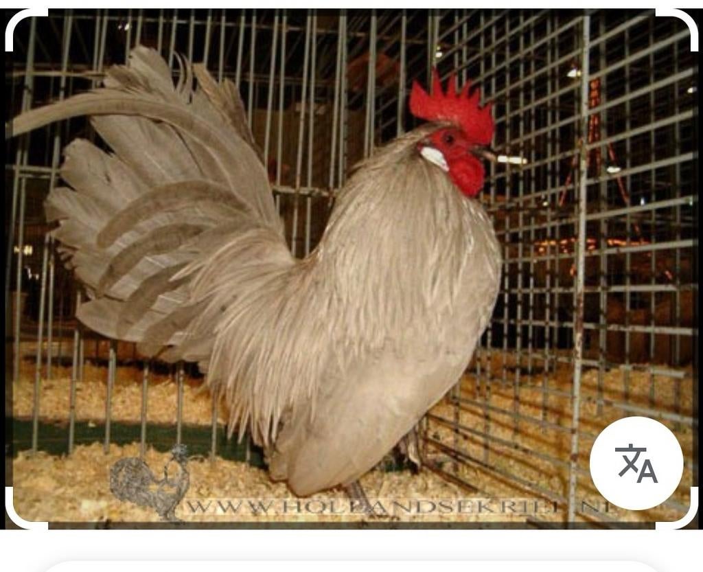 Broedeieren Hollandse kriel parelgrijs, Dieren en Toebehoren, Pluimvee, Kip, Geslacht onbekend