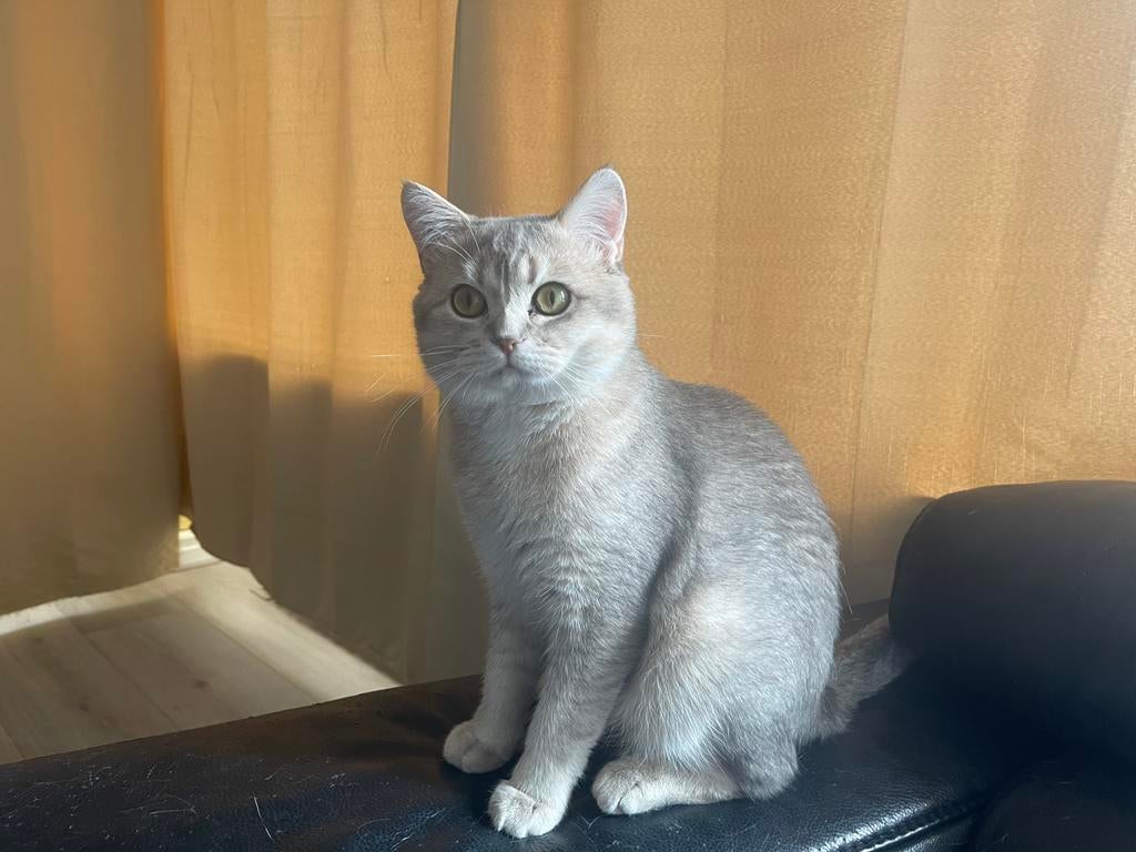 Dekkater beschikbaar  prachtige crème/zilver britse korthaar, Dieren en Toebehoren, Katten en Kittens | Dekkaters, 0 tot 2 jaar