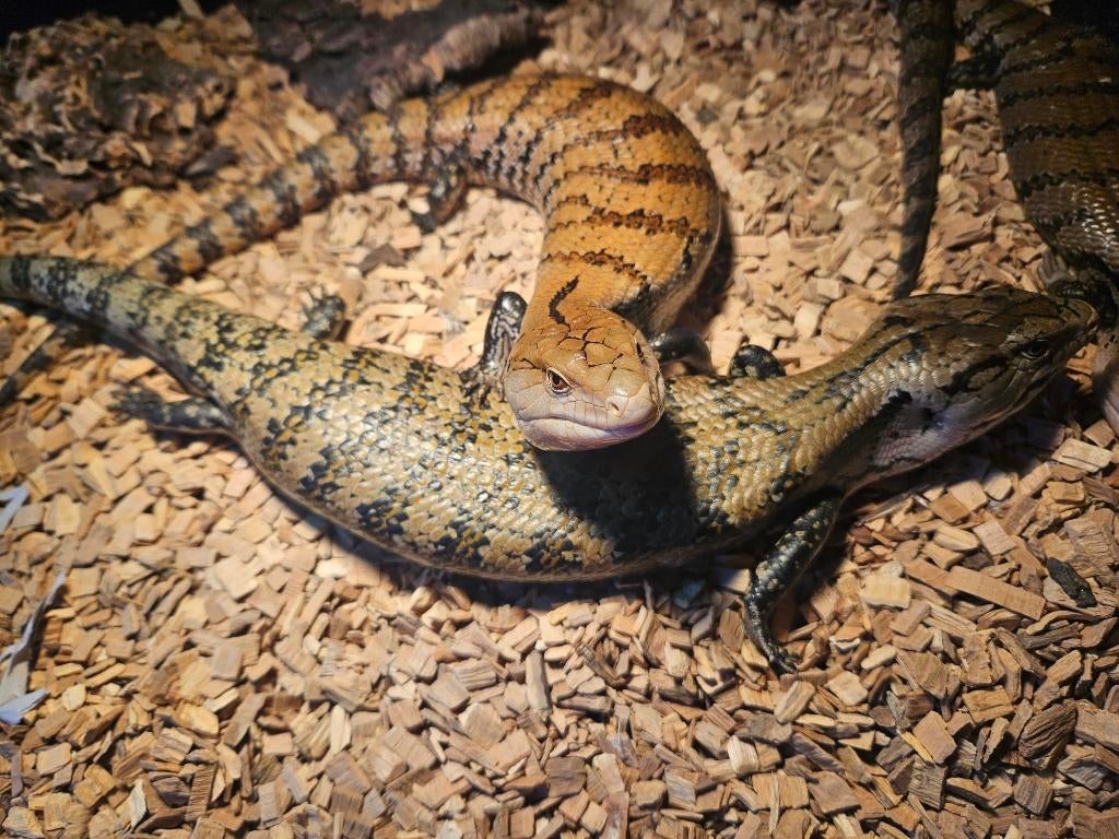 1.3 Tiliqua gigas evanescens 2022 Blue Tongue Skink - unknown for sale from reptile900