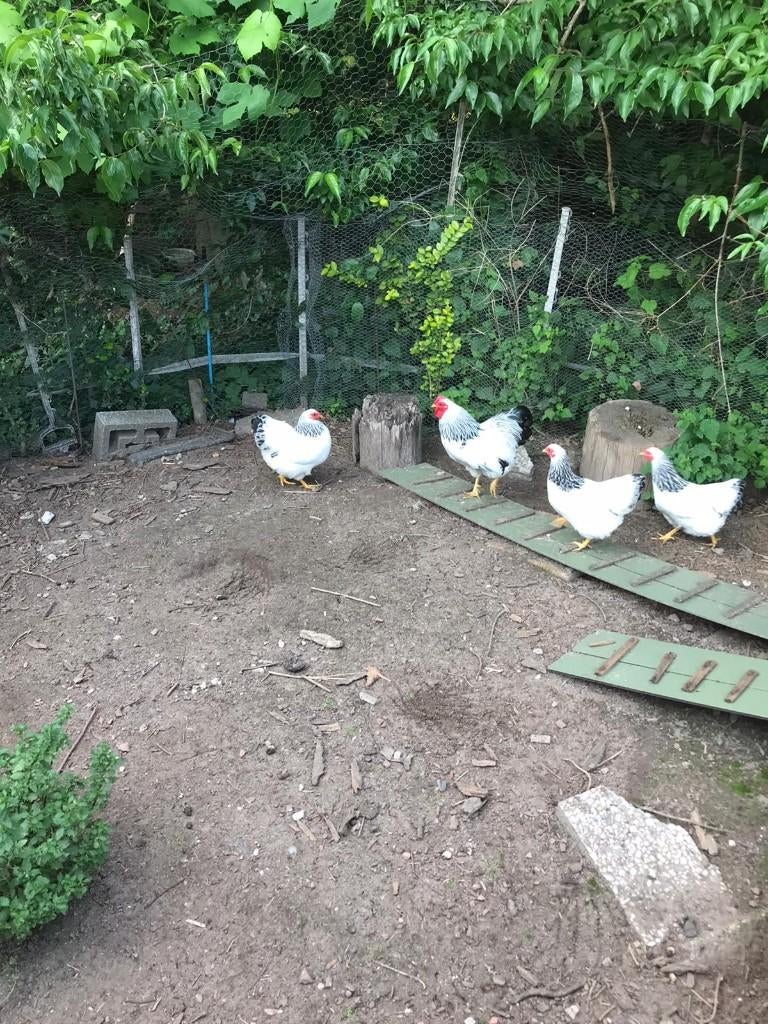 broedeieren columbia wyandotte krielkippen te koop, Dieren en Toebehoren, Pluimvee, Geslacht onbekend, Kip