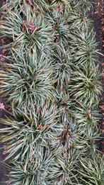 Leliegras. Liriope muscari, Tuin en Terras, Planten | Tuinplanten, Ophalen of Verzenden, Overige soorten, Volle zon