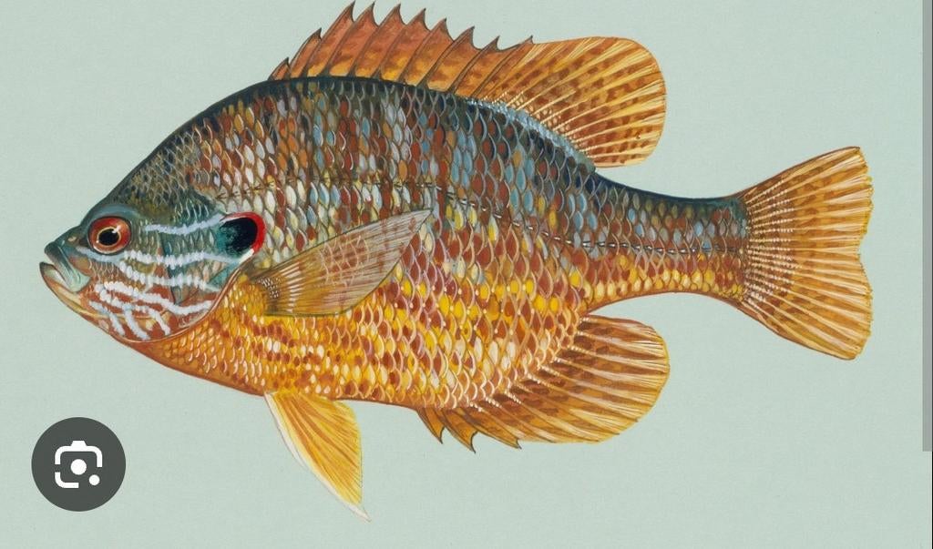 GEZOCHT Zonnebaars voor in de vijver, Ophalen of Verzenden