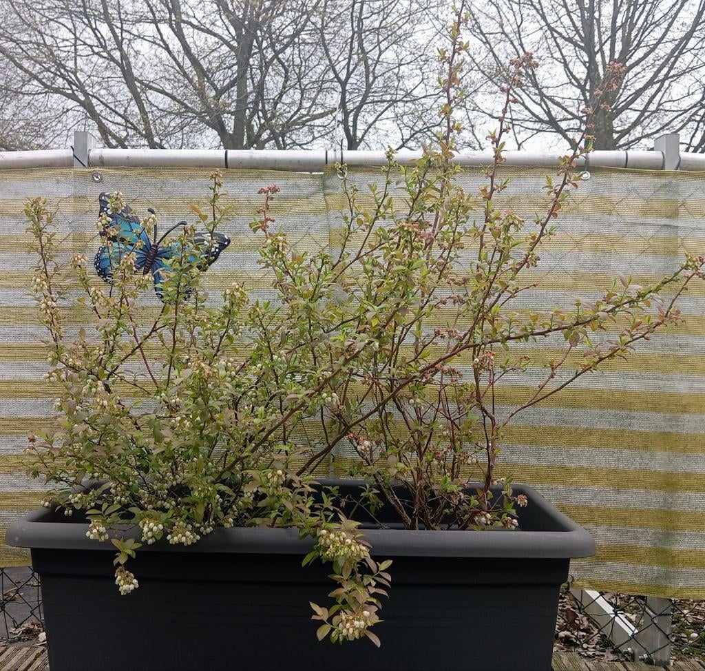 2x dwerg blauwe bessenstruiken + mest, Tuin en Terras, Planten | Tuinplanten, Ophalen, Fruitplanten