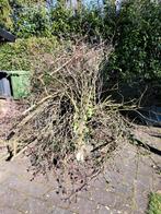 Hout paasvuur, Ophalen, Overige soorten, Halfschaduw