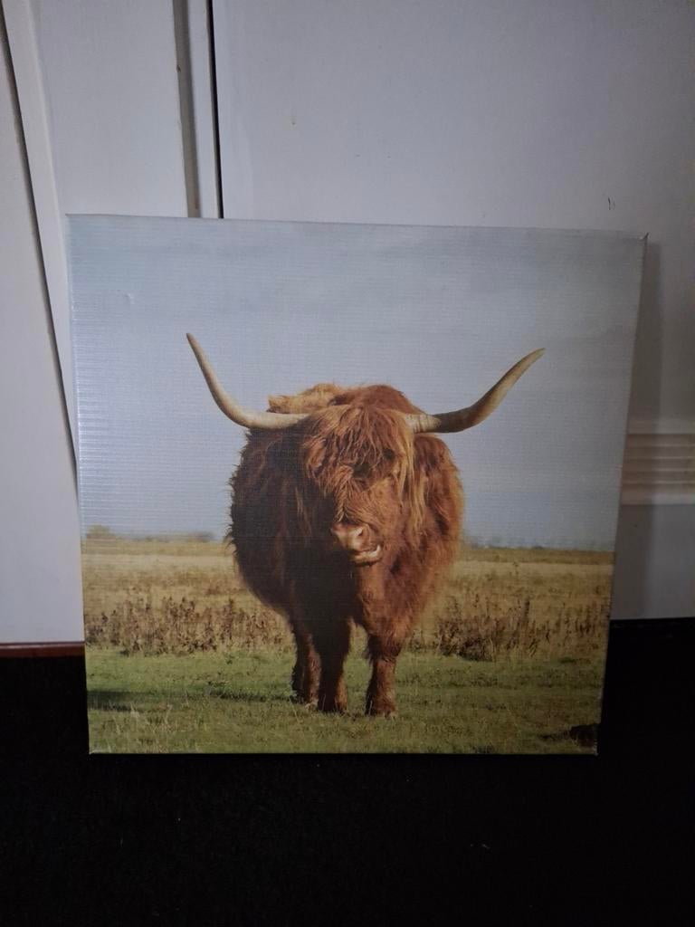 Canvas Schotse Hooglander 45x45 cm, Ophalen of Verzenden, Minder dan 50 cm, Schilderij, Minder dan 50 cm