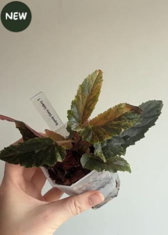 Begonia Ginny Galaxy Variegated #1, Ophalen of Verzenden, Halfschaduw, Minder dan 100 cm