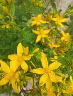 St Janskruid BIO zaden 1,25gr, Ophalen of Verzenden, Voorjaar, Volle zon, Zaad