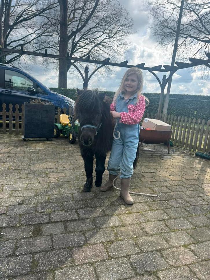 Shetlander merrie, Dieren en Toebehoren, Paarden, Merrie, Minder dan 160 cm, Recreatiepaard