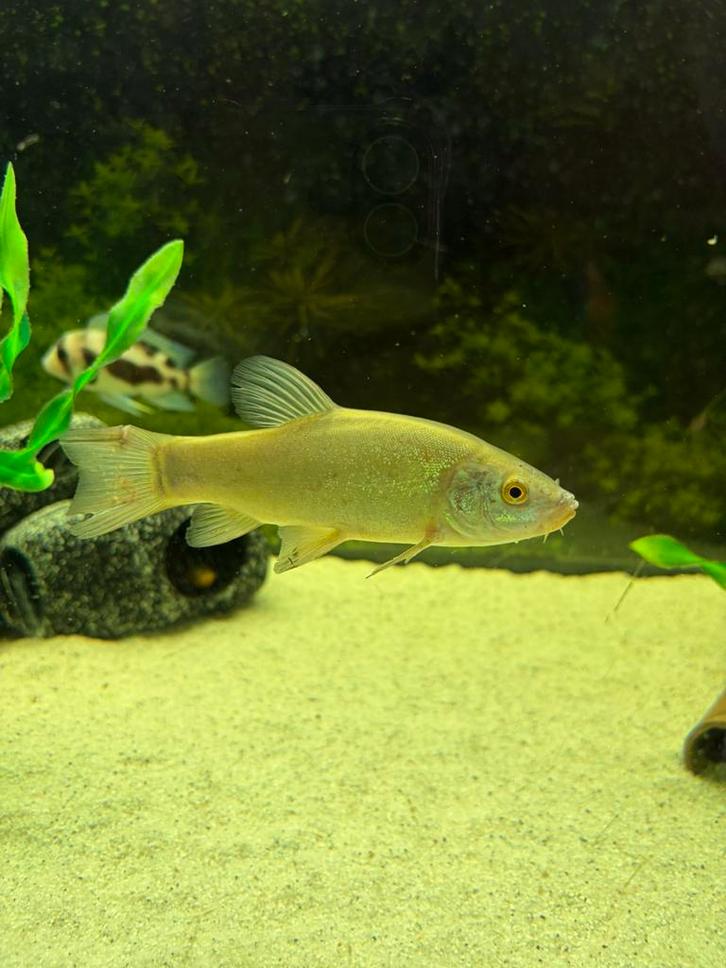 Goud Zeelt karpertje, Dieren en Toebehoren, Vissen | Aquariumvissen, Zoetwatervis, Vis, Schoolvis