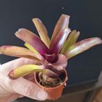 Neoregelia bromelia in 5,5 cm potje, Huis en Inrichting, Kamerplanten, Ophalen of Verzenden, Halfschaduw, Minder dan 100 cm