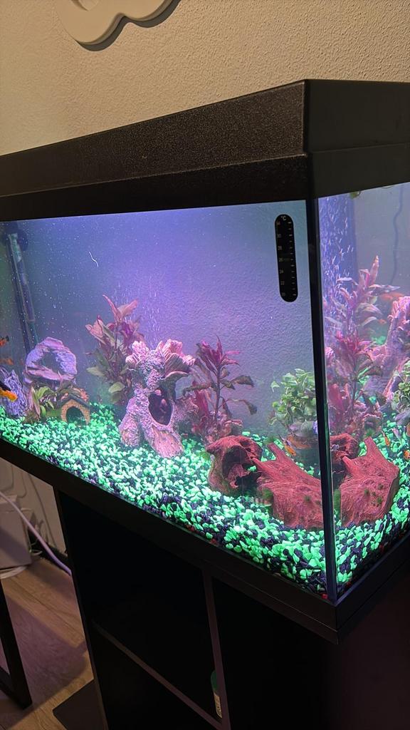 Aquarium, Dieren en Toebehoren, Ophalen of Verzenden, Nieuw, Leeg aquarium