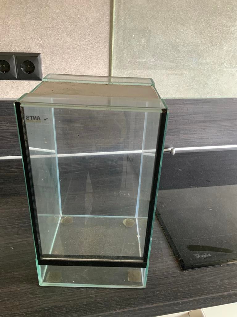 Glazen insecten hok, Dieren en Toebehoren, Wandelende tak