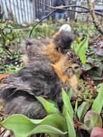 Broedeieren en Kuikens zijdehoen kriel  hennen en geënt, Dieren en Toebehoren, Pluimvee, Vrouwelijk, Kip