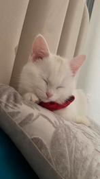 british kitten, Poes, 0 tot 2 jaar