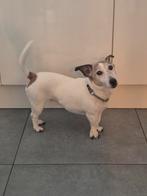 Binck jackrussell, 6 jaar of ouder, Reu, Eén hond, Nederland