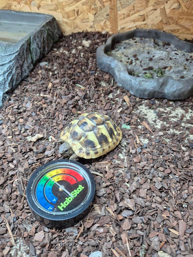 Testudo Hermanni te koop nk25 Tortoise - unknown for sale from Nath