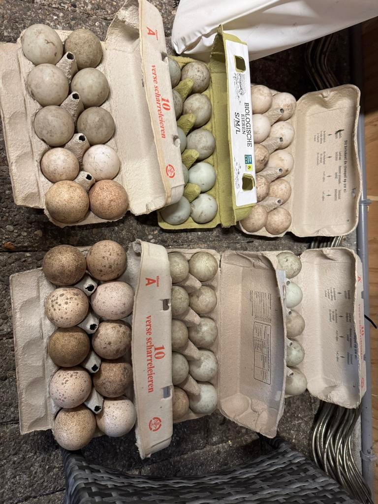 Broedeieren, Dieren en Toebehoren, Ophalen of Verzenden, Nieuw, Overige typen