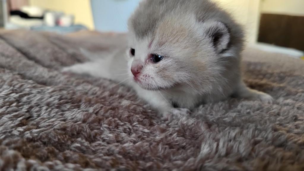 Prachtige gezonde, sociale britse korthaar  Golden kittens, Dieren en Toebehoren, Meerdere dieren, Gechipt, 0 tot 2 jaar