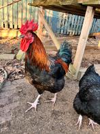 Mix haan marans australorp araucana, Mannelijk, Kip