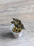 Alocasia Nobilis K Pink, Ophalen, Halfschaduw, Minder dan 100 cm