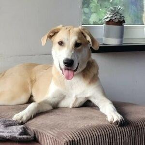 AIN: Fleur, Dieren en Toebehoren, Honden | Niet-rashonden, Handelaar, Buitenland, Teef, Eén hond