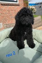 🥰Super vrolijke medium golden doodle x toy poedel pups🥰, Dieren en Toebehoren, Honden | Chihuahua's en Gezelschapshonden, Parvo