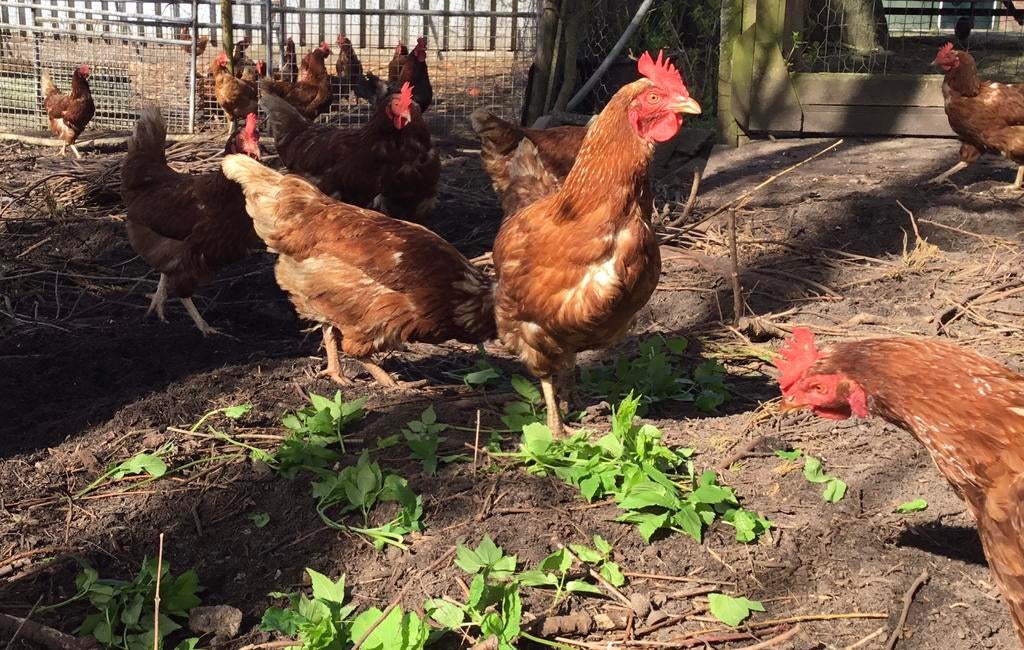 Mooie bruine legkippen, Dieren en Toebehoren, Pluimvee, Vrouwelijk, Kip