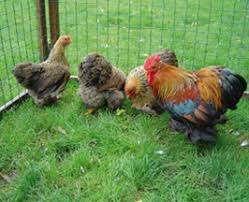 Cochin krielkippen, Dieren en Toebehoren, Pluimvee, Vrouwelijk, Kip