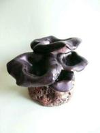 handmade keramische paddestoelen - hoorn van overvloed, Ophalen