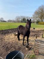 D pony merrie MINI FRIES, Merrie