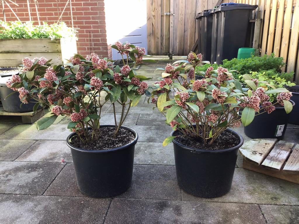 2 Grote Skimmia Planten – Rijkbloeiend – 12L Kweekpotten., Tuin en Terras, Ophalen, Vaste plant, Overige soorten, Halfschaduw
