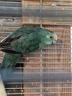 Kakariki popkweekrijp, Dieren en Toebehoren, Vogels | Parkieten en Papegaaien, Vrouwelijk, Parkiet