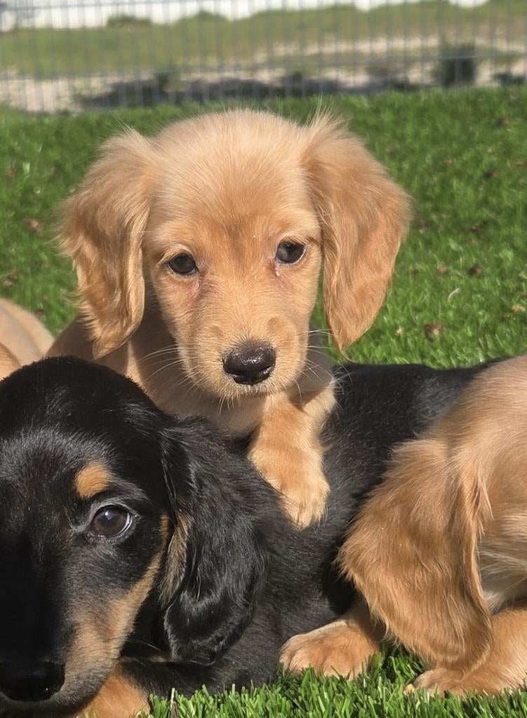 Te koop MOOIE langharige Dwergteckel pups (tekkel), Nederland, 8 tot 15 weken, Dwerg, Langhaar