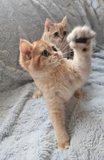 Britse korthaar kittens met stamboom, Dieren en Toebehoren, Katten en Kittens | Raskatten | Korthaar, Meerdere dieren, Met stamboom