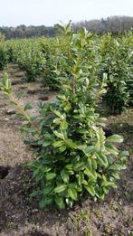 Laurier struiken Prunus novita genolia caucasica Rotundifia, Ophalen of Verzenden, Laurier, Struik, 100 tot 250 cm
