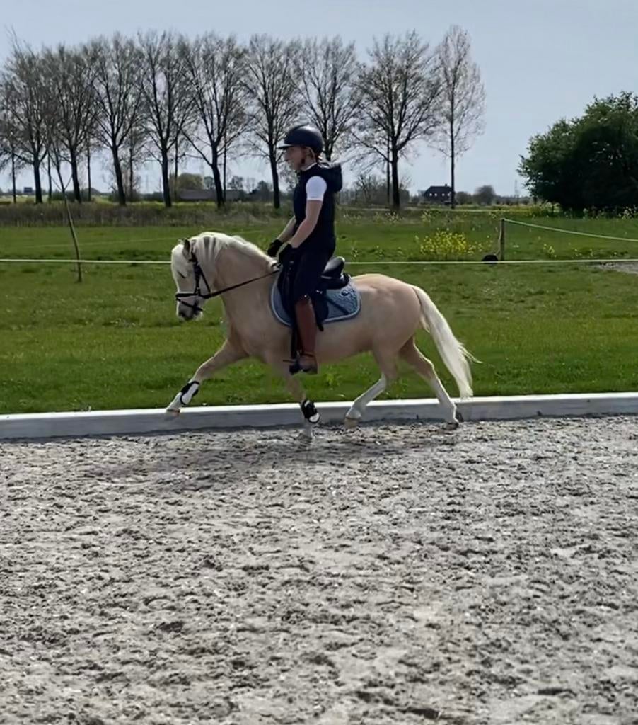 Knappe veelbelovende sport pony, Dieren en Toebehoren, Pony's, Gechipt, B, Ruin, 3 tot 6 jaar