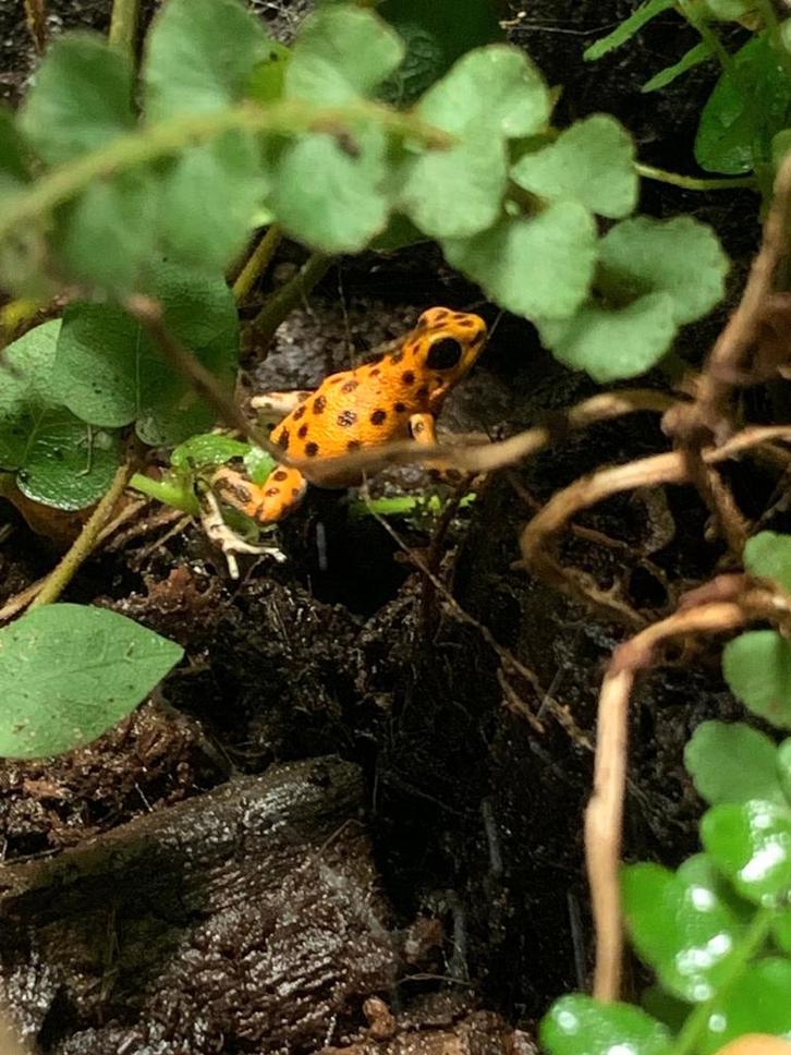 Gifkikker Frog - unknown for sale from Charmaine