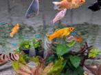 4 gele platy, Dieren en Toebehoren