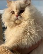 Prachtige Britse langhaar kater te koop, Kater